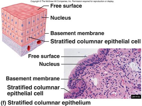 Bio World: STRATIFIED EPITHELIUM (COMPOUND EPITHELIUM)