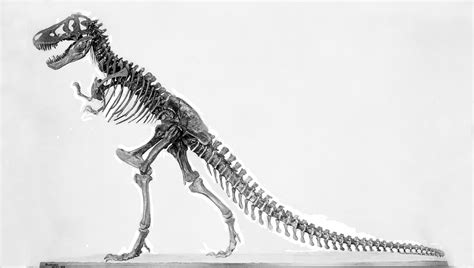 T Rex Skeleton Side View