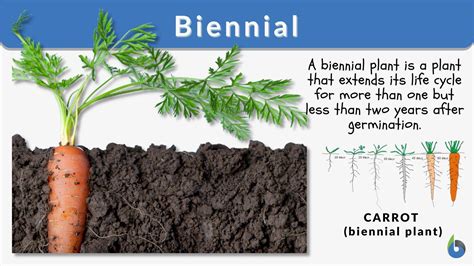 Biennial Definition and Examples - Biology Online Dictionary