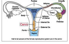 Image result for female reproductive system | Female reproductive ...