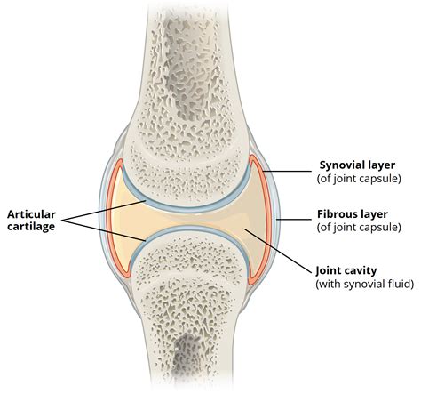 Structures of a Synovial Joint - Capsule - Ligaments - TeachMeAnatomy