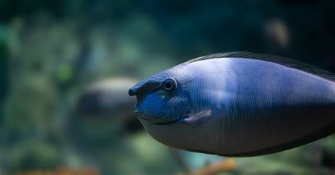 National Aquarium - Spotted Unicornfish