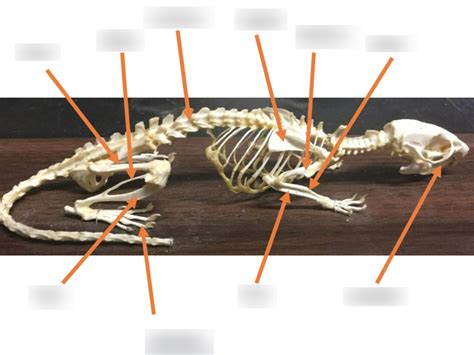 Rat Skeleton Diagram | Quizlet