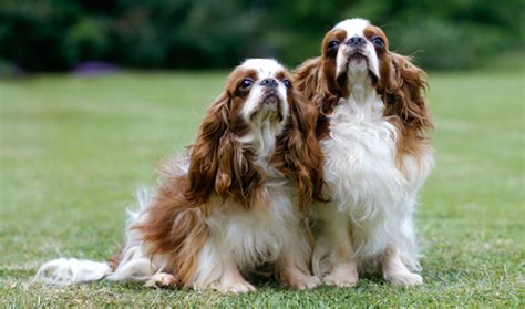 English Toy Spaniel Breed Information