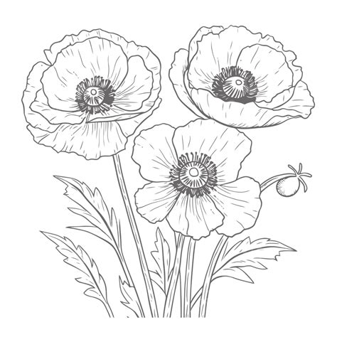 Poppy Flower Coloring Page | Best Flower Site