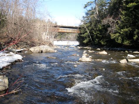 Common Shiner - The Fishes of the Nashua River Watershed