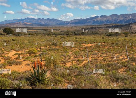 Karoo winter landscape with aloes in the Willowmore district South ...