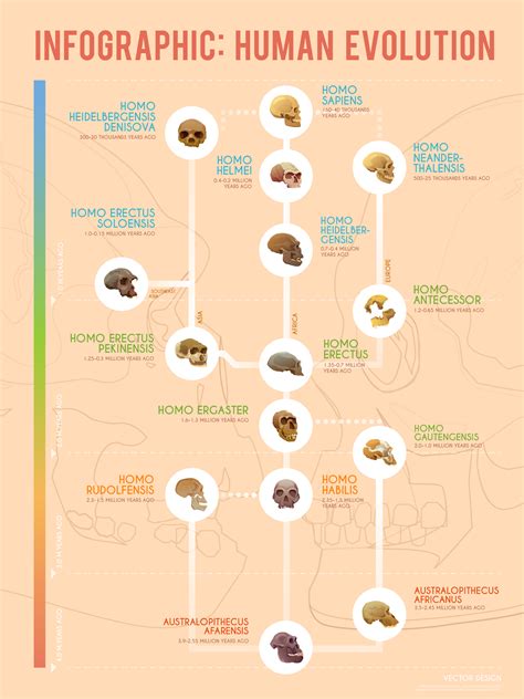 Human Evolution: A Timeline of Early Hominids [Infographic] - Earth How