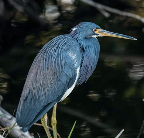 7 Animals That Live in Louisiana Swamps | New Orleans Activities