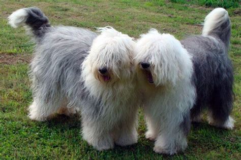 Old english sheep dog temperament & info about the bobtail dog breed