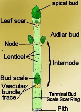 Biology – Stem | askIITians