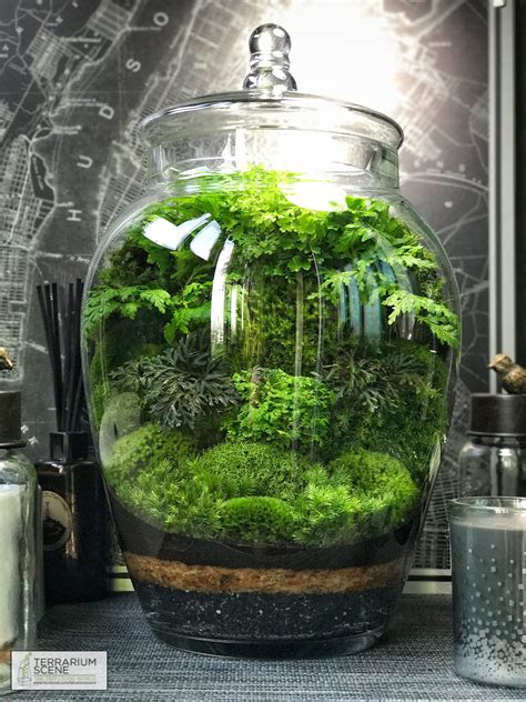 Pin by Jill Watson on Terrariums, Bonsai & Mini Gardens | Closed ...