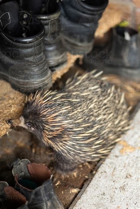 Image of Native echidna animal out and about during mating season ...