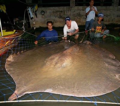 Big Fishes of the World: STINGRAY GIANT FRESHWATER (Himantura chaophraya)