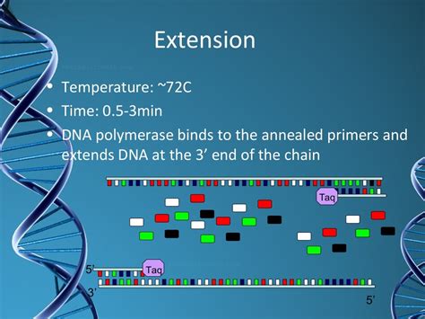 Types of pcr