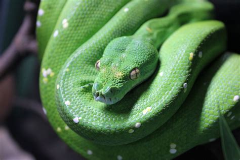 Green Tree Python