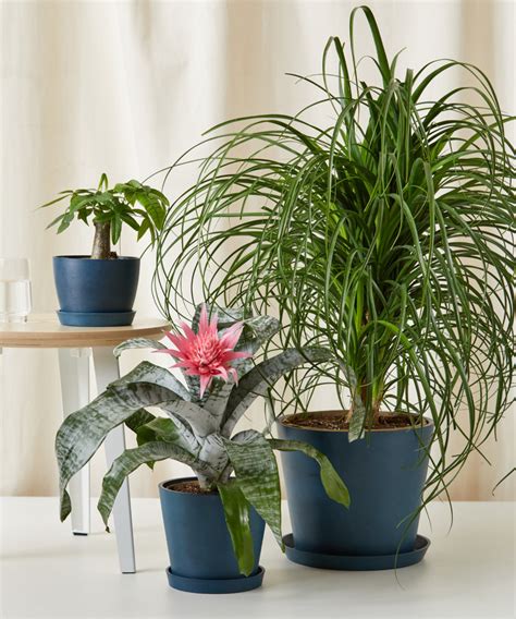 Buy Potted Bromeliad Aechmea Pink Indoor Plant | Bloomscape