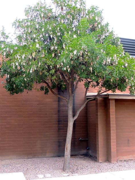 Texas Mountain Laurel (Sophora Secundiflora) - Plant Of The Month