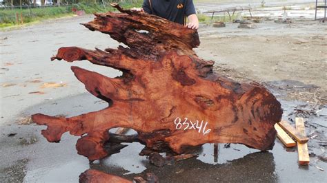 Redwood Burl Slabs 5 – Redwood Burl Inc.