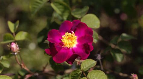 22 Popular Heirloom Roses to Grow This Season