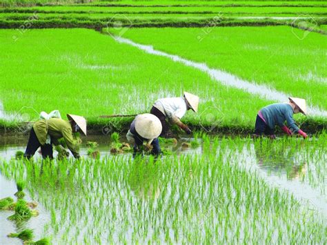 Vietnamese Ladys Planting Rice On A Rice Paddy Field In Vietnam ...