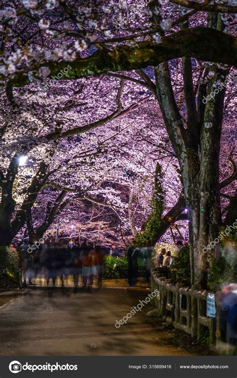 Cherry Blossoms Inokashira Park Inokashira Park Stock Photo by ...