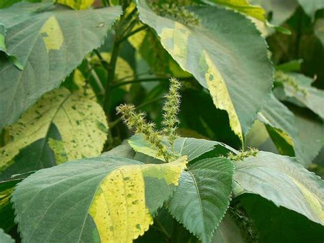 Acalypha wilkesiana (Cooperleaf, Copperleaf, Copper Plant, Jacob's Coat ...