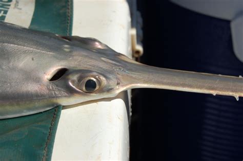 Narrow sawfish — Sawfish Conservation Society