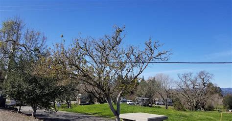 Skyline Wilderness Park Camping | Napa, CA