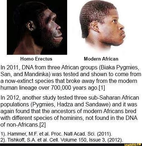 Homo Erectus Modern African In 2011, DNA from three African groups ...