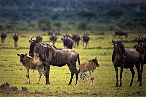 "Wildebeest with Calves" by Henry Jager | Redbubble