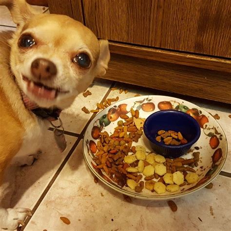 List Of Chihuahua Puppy Food Portions Ideas - Natureced