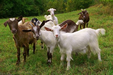 Beginner's Guide to Goat Farming | Blain's Farm & Fleet Blog