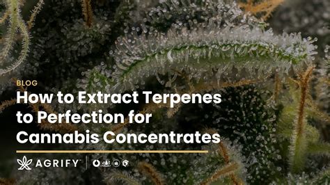 How to Extract Terpenes [Complete Guide]