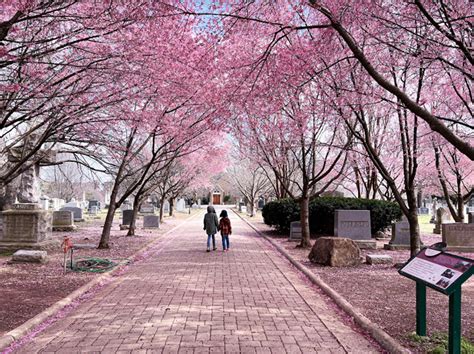 28 Cherry Blossoms Spots Near Washington DC in 2023 - Kids, Quarantine ...