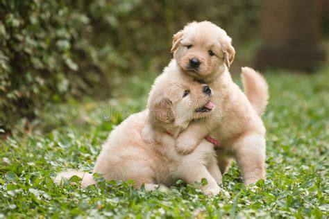 adorable golden retriever Welpen - Golden Retreivers Foto (41388159 ...