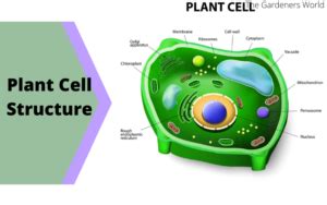 Are Plants Multicellular | Plants Cell Structure - The Gardeners World