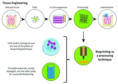 An overview of a tissue engineering process highlighting bioprinting as ...