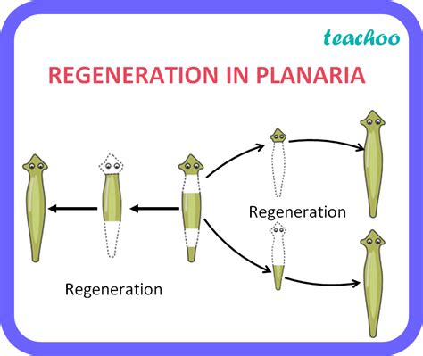 What is regeneration? Example of an organism that shows this process