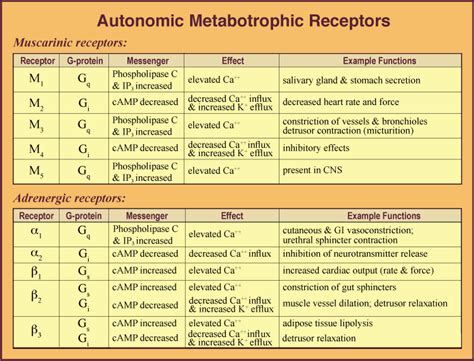 ANS Receptors