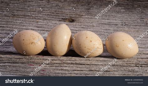 186 Grouse Eggs Nest Images, Stock Photos & Vectors | Shutterstock