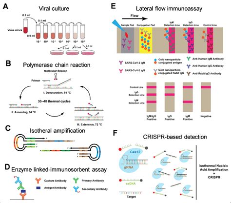 Common viral diagnostic schemes. (A) Viral culture for measuring virus ...