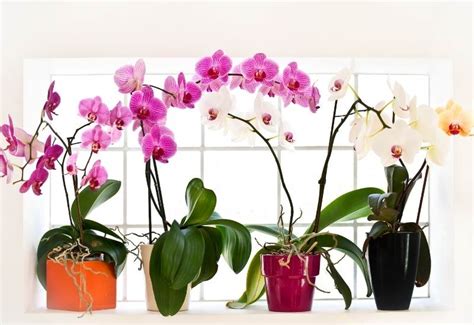 22 Types Of Orchids (With Pictures) & How To Care For Them