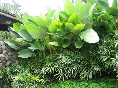 calathea lutea - Google Search | Tropical garden design, Tropical ...