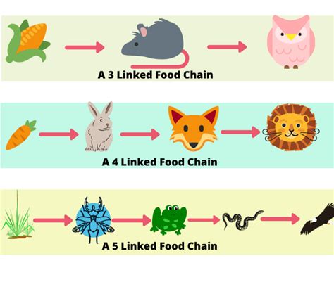 Complete Guide of Food Chain, Food Web | Food chain, Food chain diagram ...