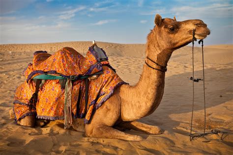 Declining Camel Population in Rajasthan | RajRAS - Rajasthan RAS