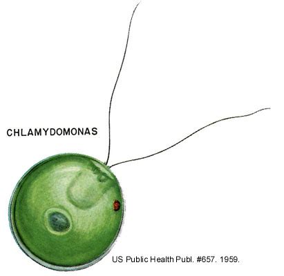 Phylum Chlorophyta