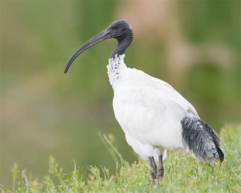 Threskiornis moluccus - Wikiwand