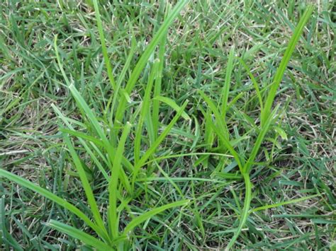 What is Nutsedge, Nutgrass or Watergrass? | TurfGator