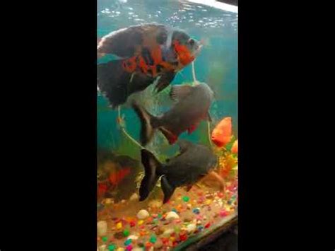 oscar fish eat goldfish - YouTube